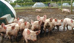 Advanced weaner management (outdoor)